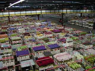 [Aalsmer Flower Trade Centre]